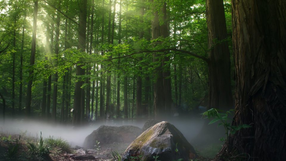 forest with green trees during daytime