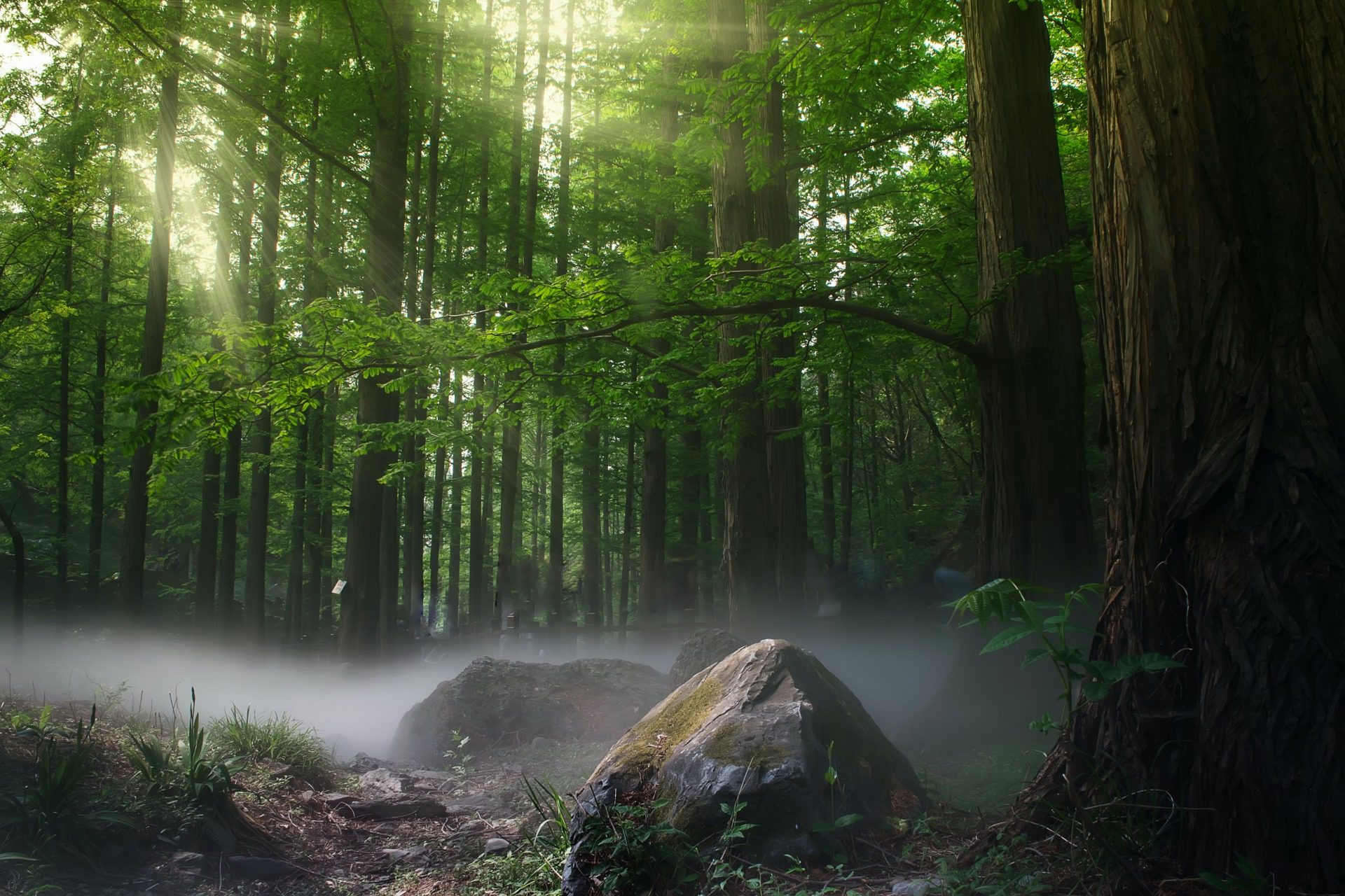 forest with green trees during daytime