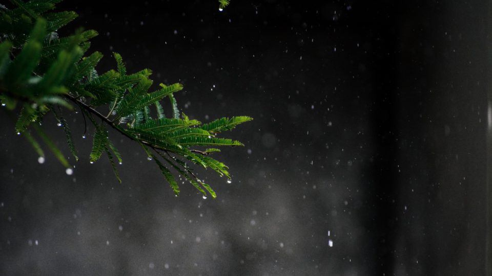 green leaf plant with water droplets